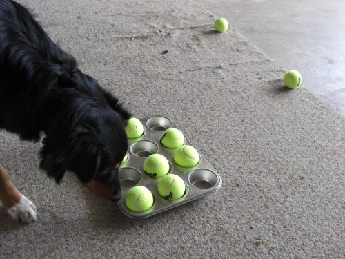 diy tennis ball dog toy