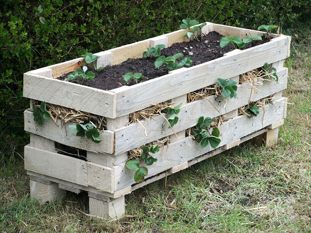 strawberry-pallet-planter