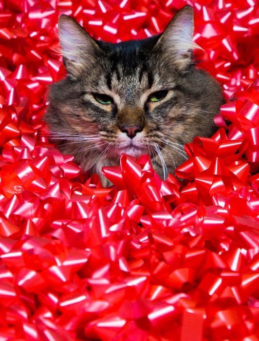 Cat and Bows Christmas Card