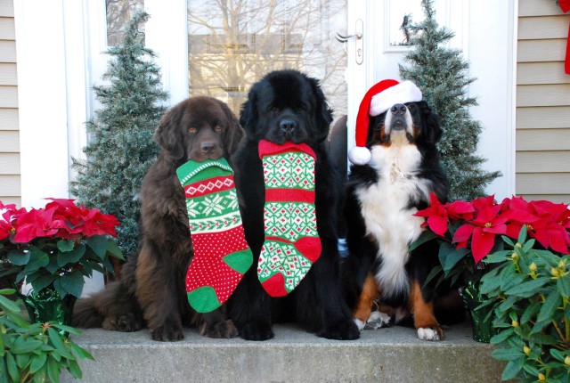 Cute Christmas Dogs Card