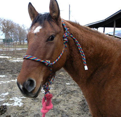 Make a Horse Halter