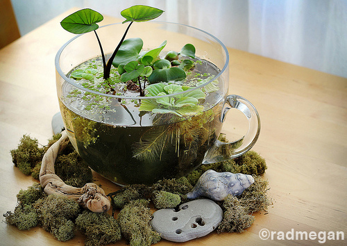 Indoor Tabletop Water Garden