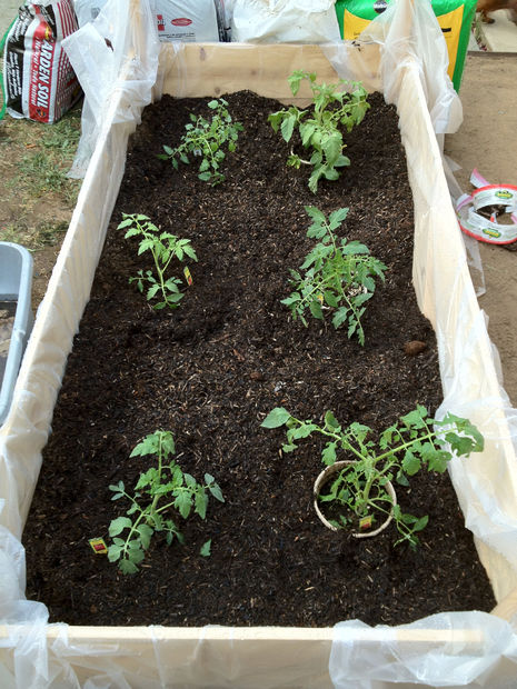 Backyard Garden Boxes