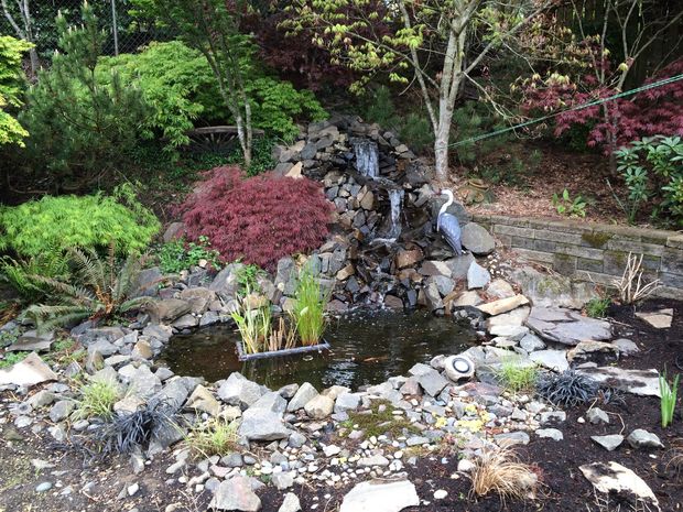 Backyard Pond and Waterfall