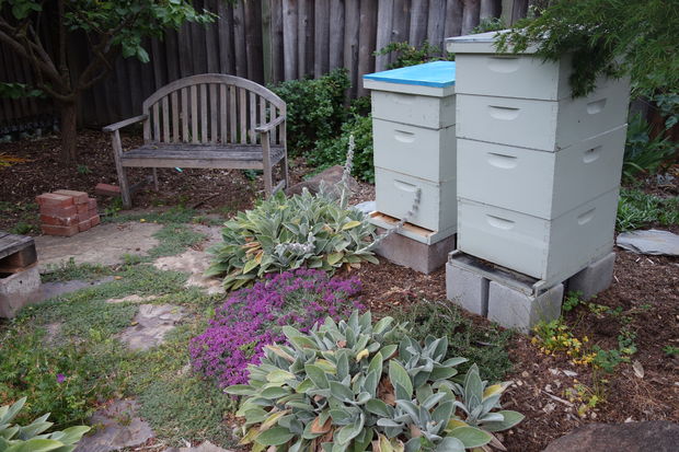 Backyard bees