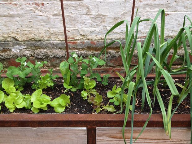 Backyard planter and seating