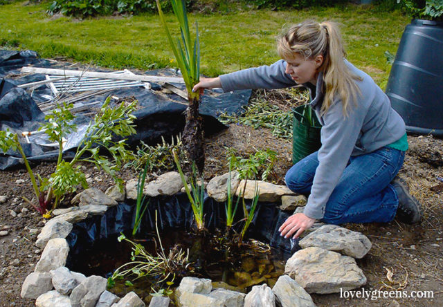 Building a Wildlife Pond in the Vegetable Garden