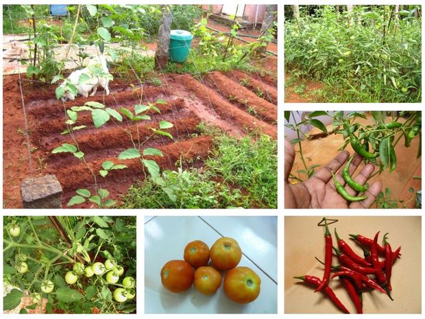 Growing a Small Kitchen Garden in Your Backyard