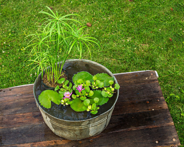 How to Plant a Water Container Garden