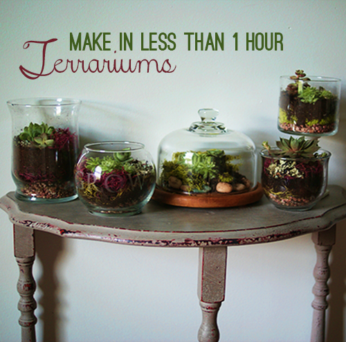 Make Terrariums Galore in Under 1 Hour