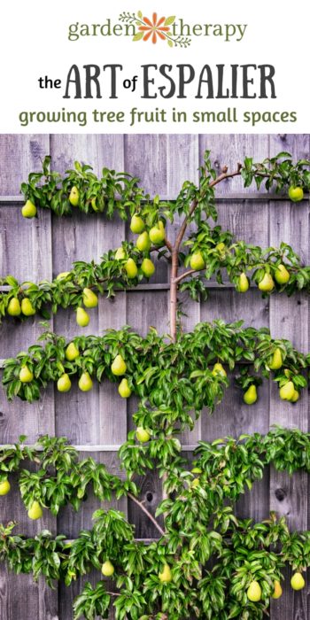 The Art of Espalier Growing Tree Fruit in Small Spaces