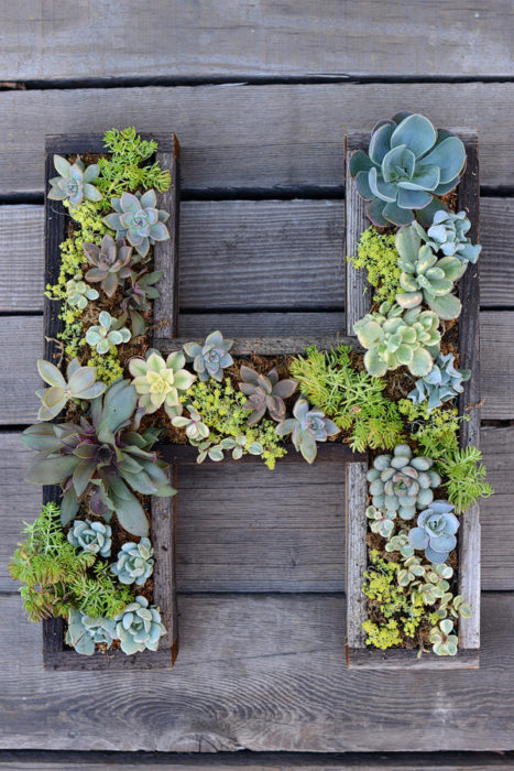 Wall Mounted Succulent Letter DIY