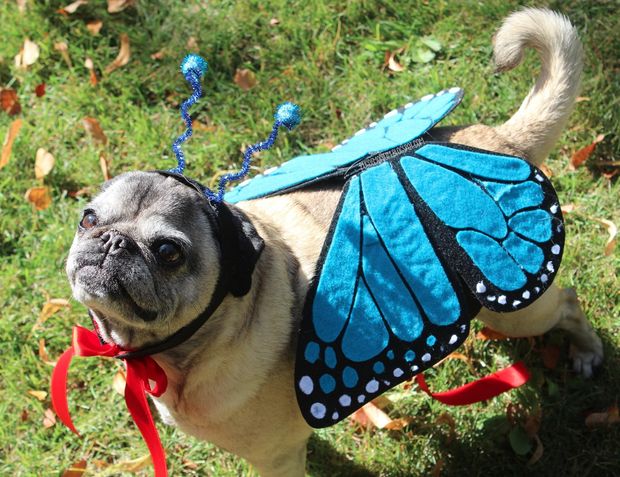 Butterfly Pet Costume