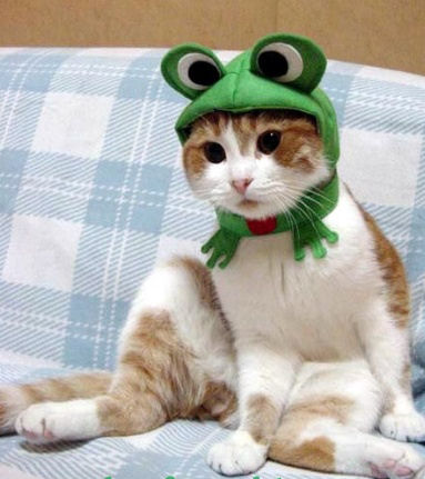 Cat Frog Costume