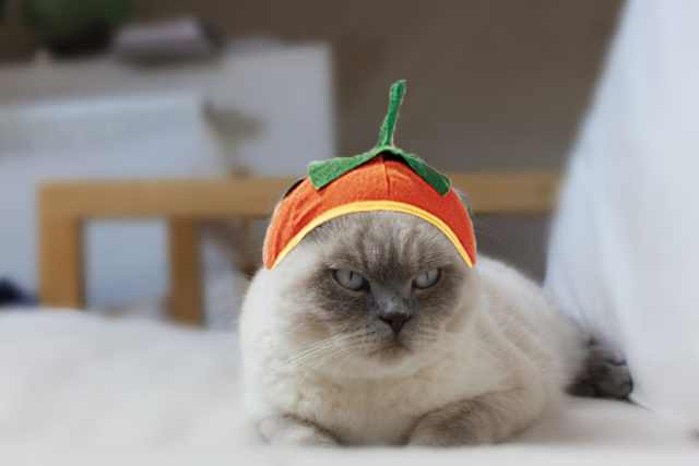 Cat Halloween Costume Pumpkin