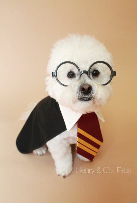 Dog Costume Harry Potter Inspired