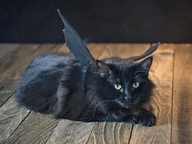 Halloween Pet Costume Black Bat