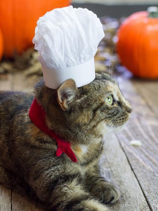 Halloween Pet Costume French Chef