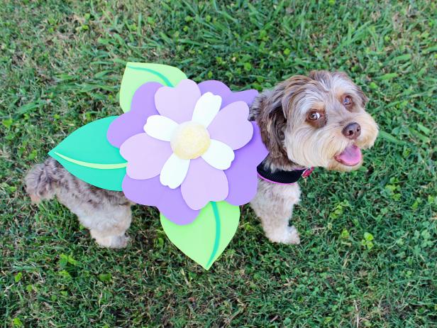 No Sew Halloween Pet Costume Flower