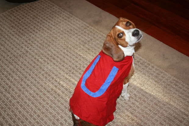 Underdog Cape For Your Dog