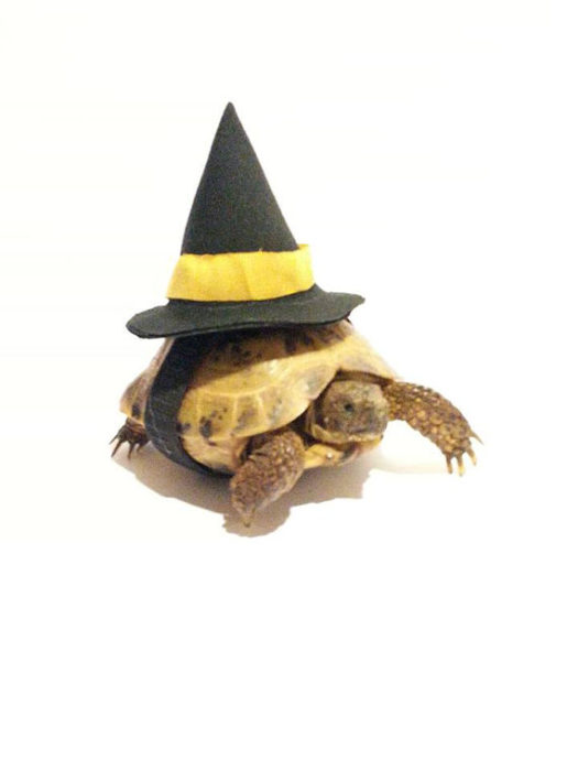 Witch Hat Tortoise Costume