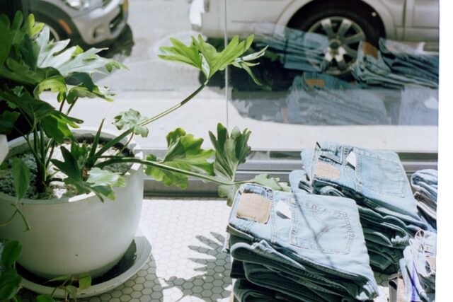 plant in the window of a shop 