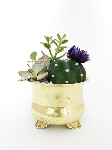 cactus in gold planter 