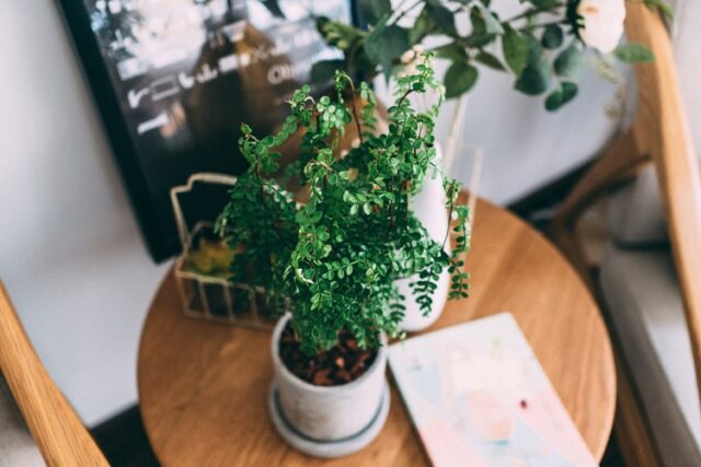 Houseplant on table 