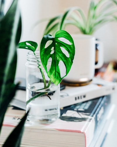 plant propagating in small glass jar 