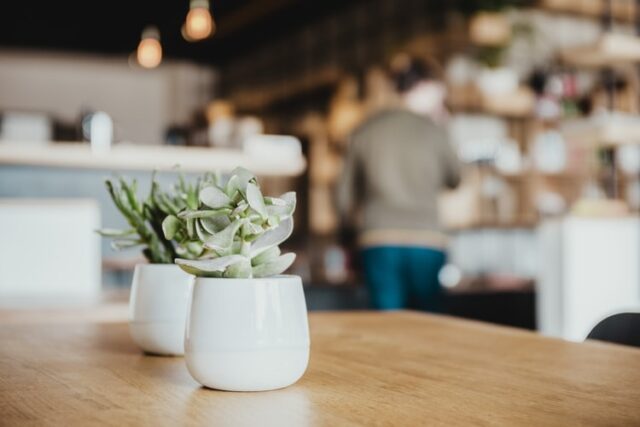 Succulent houseplant son a table in white pot