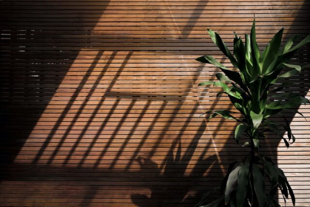 large plant in front of wooden blinds