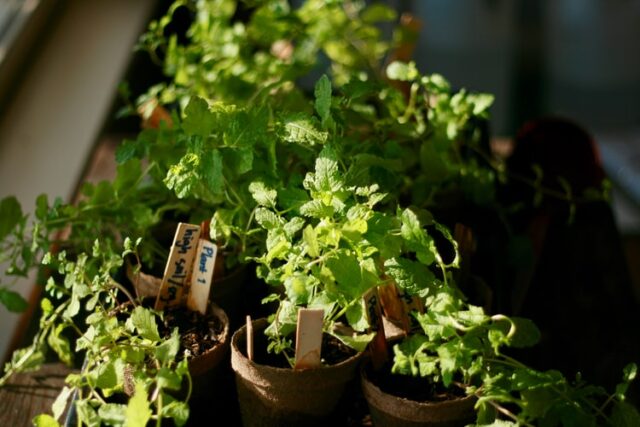 Houseplant herbs at a window with label