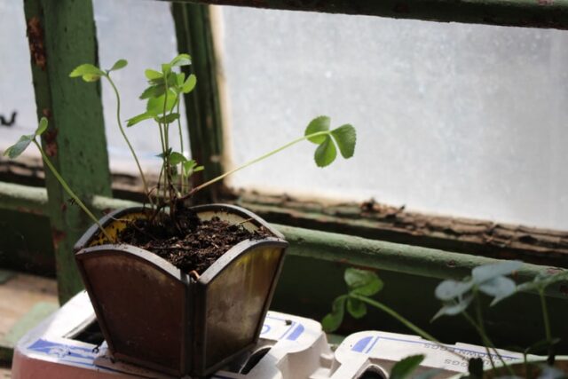 Clovers by window