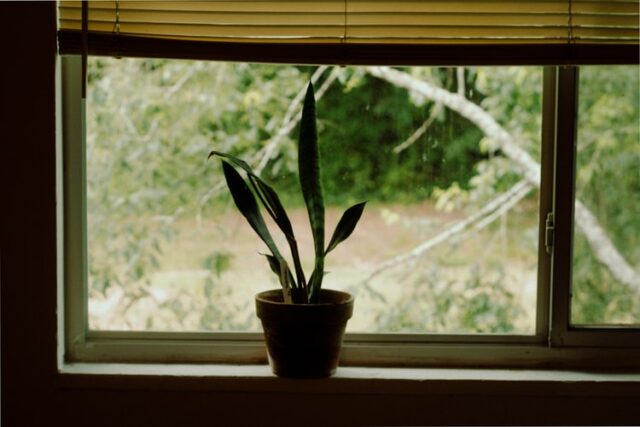 Snake plant in window 