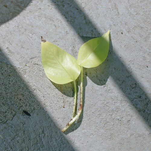 leaf cutting