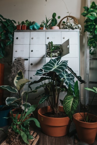 plants in house 
