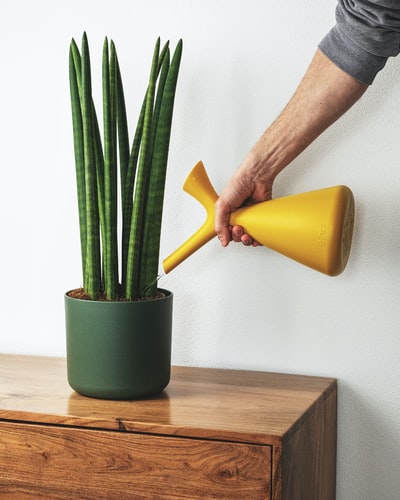 Man watering green plant with yellow watering can