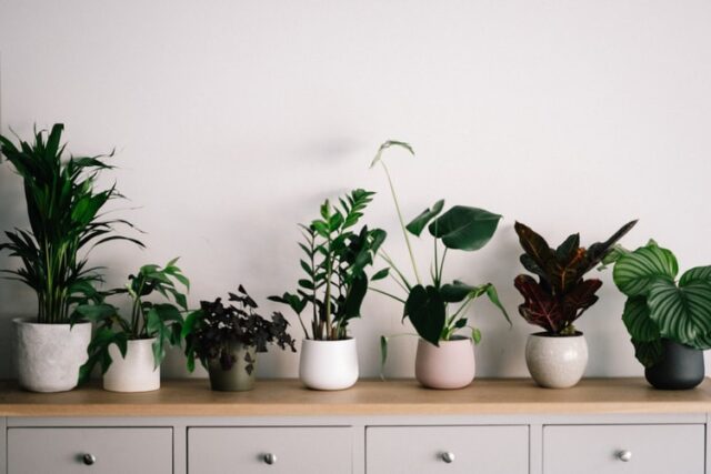 Row of houseplants on dresser