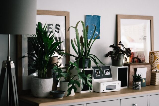 Houseplants on desk