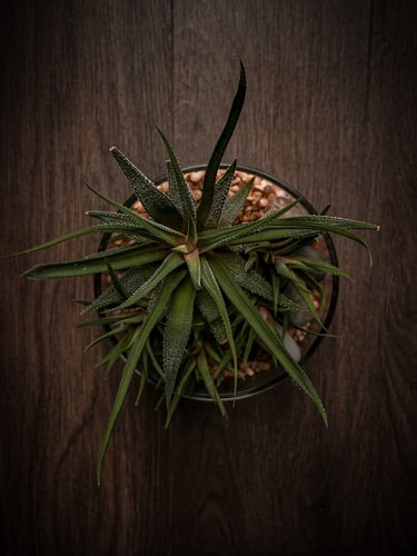 Wilting Aloe plant 