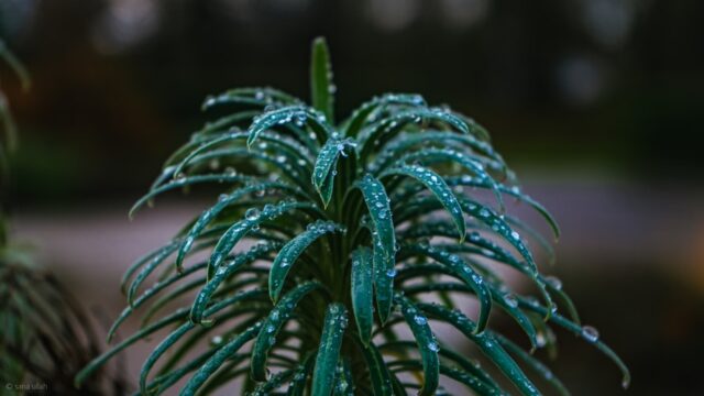 Wet plant