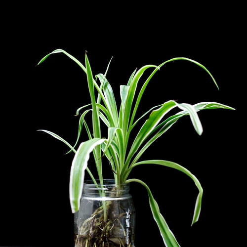 Green plant propagating in a jar with roots 