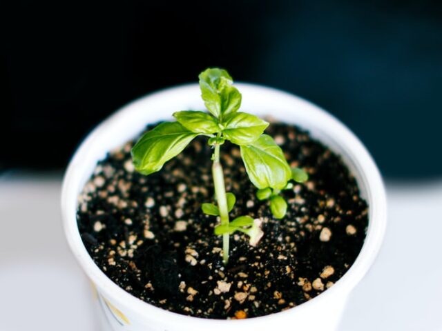Plant sprouting in white cup 