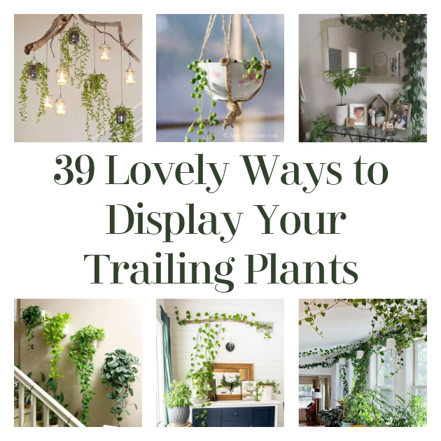 39 Lovely Ways to Display Your Trailing Plants